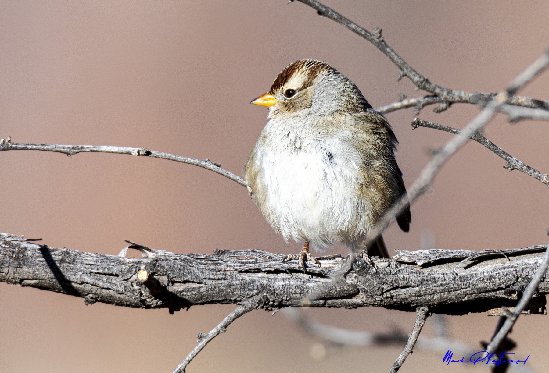 /gallery/north_america/USA/NM/bosque del apache/White-crowned Sparrow Bosque NM 2020-006_med.jpg